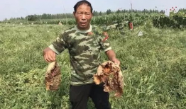 缅北吃瓜最新事件爆料,最新吃瓜事件揭秘